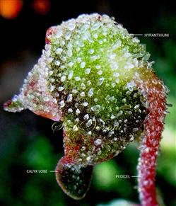   Hypanthium